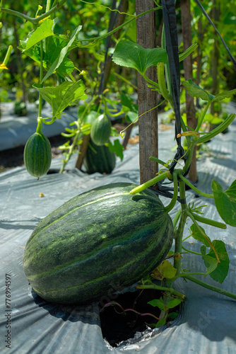 fresh blewah or Cucumis melo var. cantalupensis plants in the garden. photo