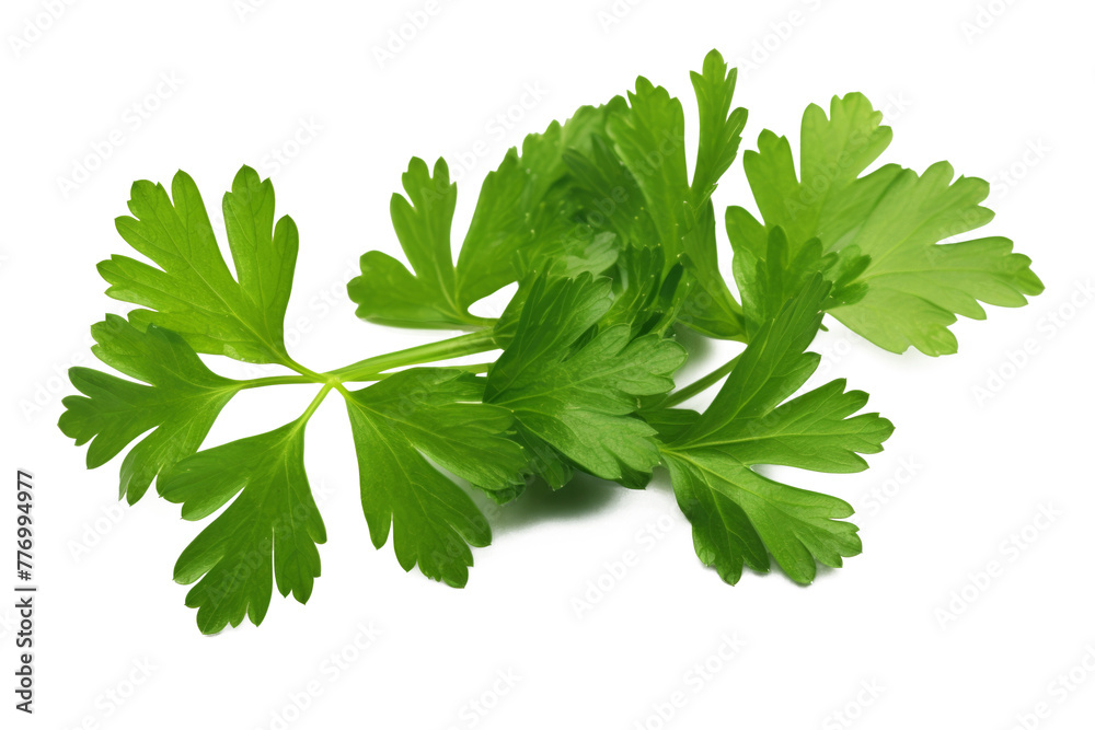 green leaves of parsley isolated on white background green leaves of parsley isolated on white background