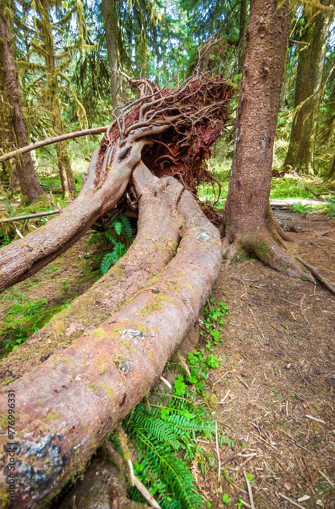 The Lush Greenery at Hoh Rainforest Olympic National Park in Washington State The Lush Greenery at Hoh Rainforest Olympic National Park in Washington State
