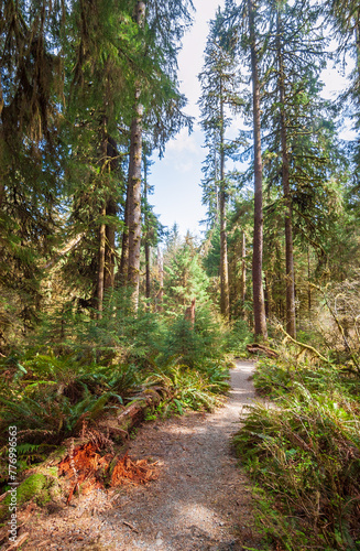 The Hoh River Trail in the Hoh Rainforest in Olympic National Park  Washington State