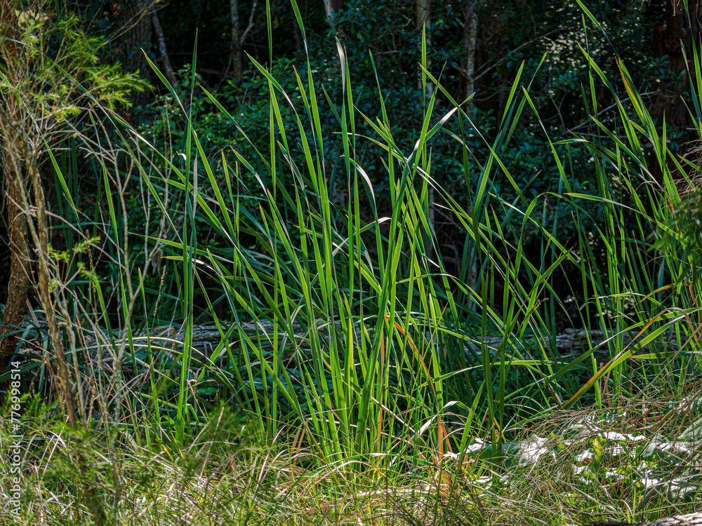 Tall Green Reeds Tall Green Reeds