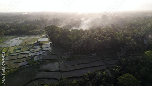 Old trees at Balinese cemetery, white smoke from cremation ceremony rise up in the air. High contrast aerial panoramic shot in sunny evening. Flooded rice fields seen around photo