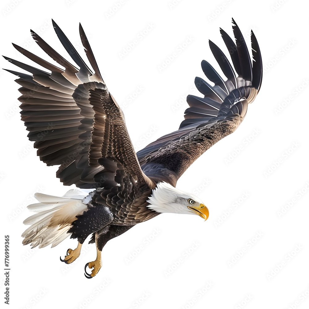 Fototapeta premium bald eagle in motion isolated white background