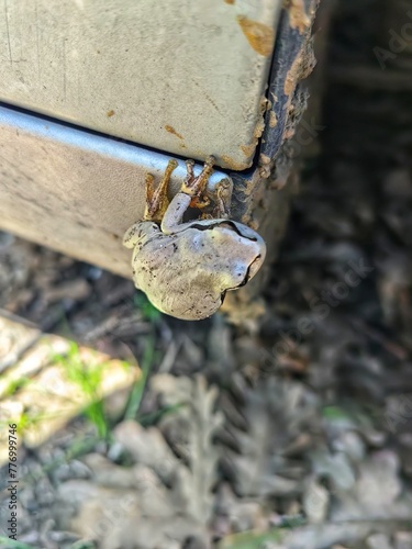 Southern Brown Tree Frog (Litoria ewingi)

 photo