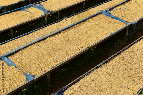 Close up of coffee beans drying in the sun              