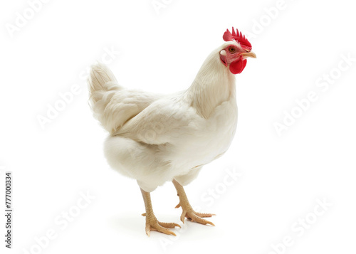 Hen with white feathers and red combs have spurs