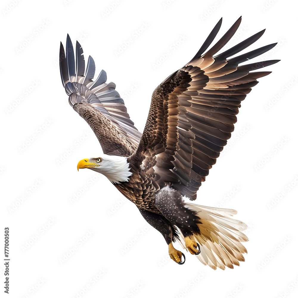 Obraz premium bald eagle in motion isolated white background