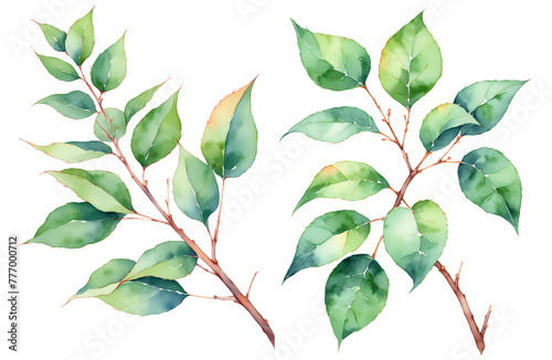 Watercolor illustration of a branch of a tree with green leaves set on a transparent background. Tropical leaves. Jungle, botanical realistic floral elements isolated