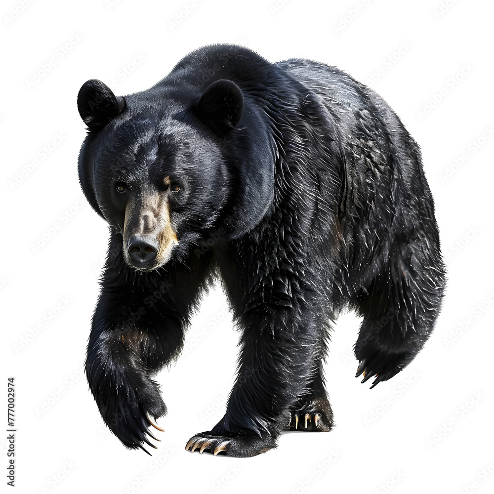 american black bear in motion isolated white background