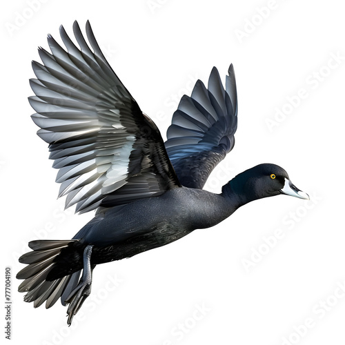 american coot in motion isolated white background photo