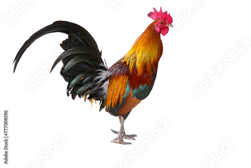 Beautiful male rooster isolated on white background