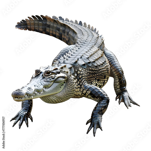 american crocodile in motion isolated white background