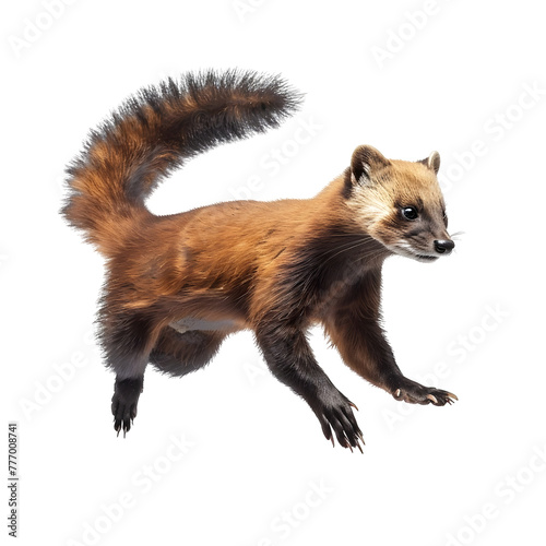 american marten in motion isolated white background