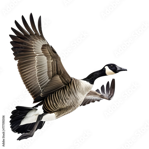 canada goose in motion isolated white background