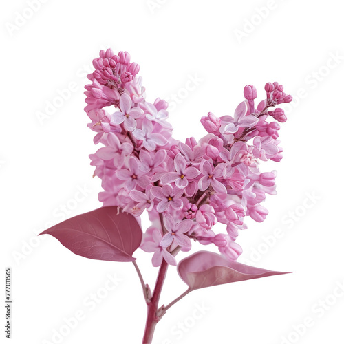 A Pink flower on a stem with leaves