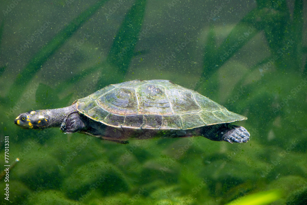 The yellow-spotted Amazon river turtle(Podocnemis unifilis). One of the ...