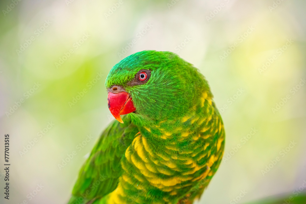 The scaly-breasted lorikeet (Trichoglossus chlorolepidotus) is an Australian lorikeet found in woodland in eastern Australia. The common name aptly describes this bird, which has yellow breast feather