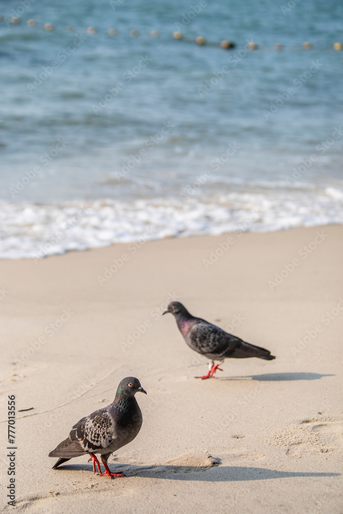 The Rock piegon (Columba livia) on the beach of Batu Ferringhi Penang Malaysia. It is a member of the bird family Columbidae. It is often simply referred to as the The Rock piegon (Columba livia) on the beach of Batu Ferringhi Penang Malaysia. It is a member of the bird family Columbidae. It is often simply referred to as the