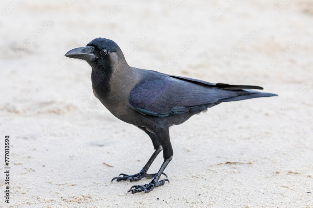 Fototapeta premium A house crow (Corvus splendens) is on the beach of Batu Ferringhi penang malaysia. a common bird of the crow family that is of Asian origin but now found in many parts of the world.