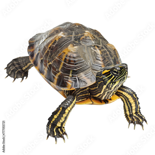 american water turtle in motion isolated white background
