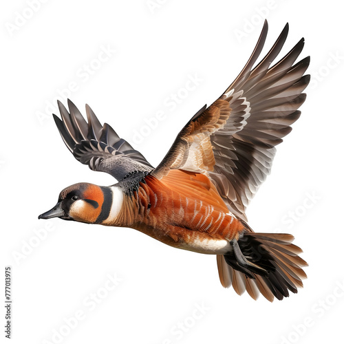 american wigeon in motion isolated white background