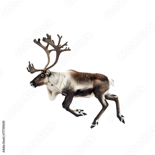caribou in motion isolated white background
