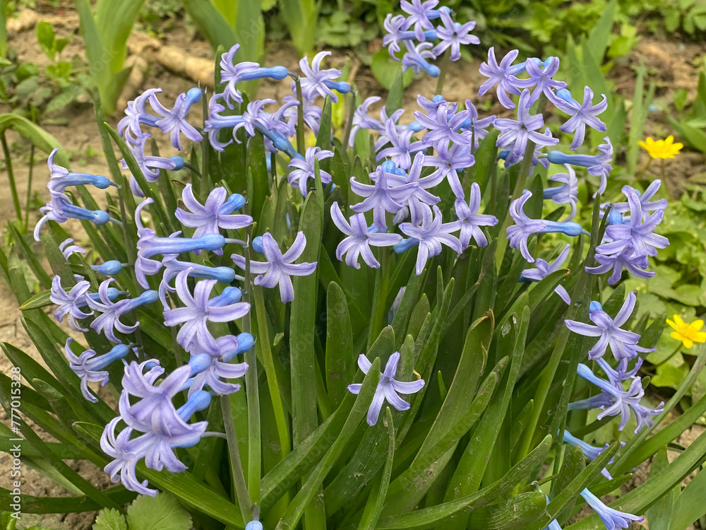 Obraz premium Blue Hyacinth. Hyacinthus orientalis.