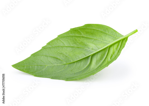 Leaf of basil