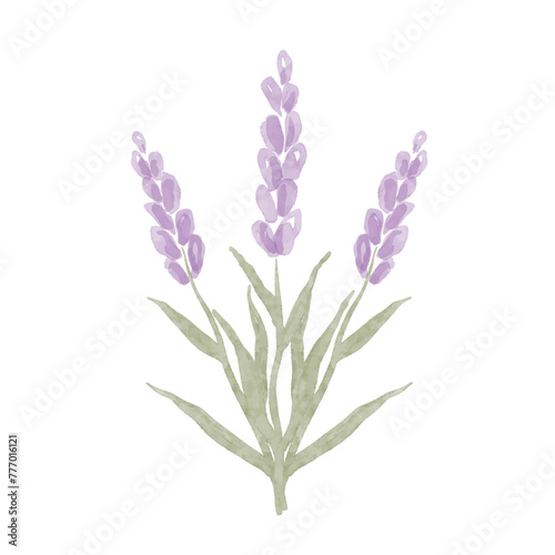 Watercolor illustration lavender flower isolated on white