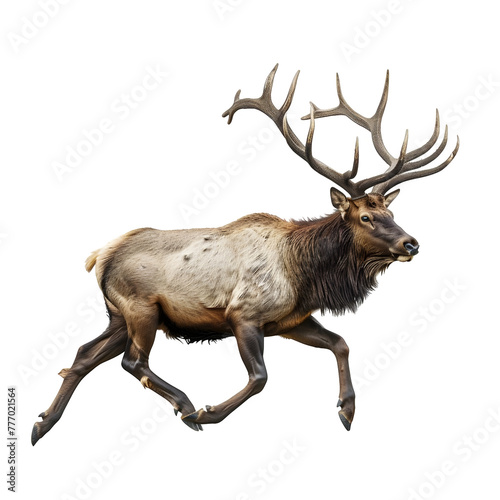 north american elk in motion isolated white background
