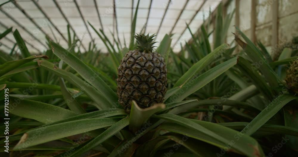 Closeup of a growing Pineapple in Sao Miguel, Azores 2
Closeup of a growing Pineapple in Sao Miguel, Azores 2
