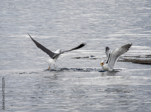 Seagulls flocking and fighting to find food in water