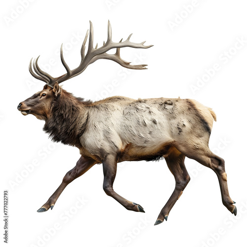 north american elk in motion isolated white background © konstantin.bot