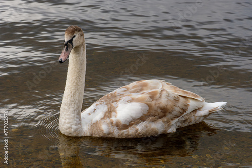 Young Juvenile Swan (Cygnet, mute swan) portrait