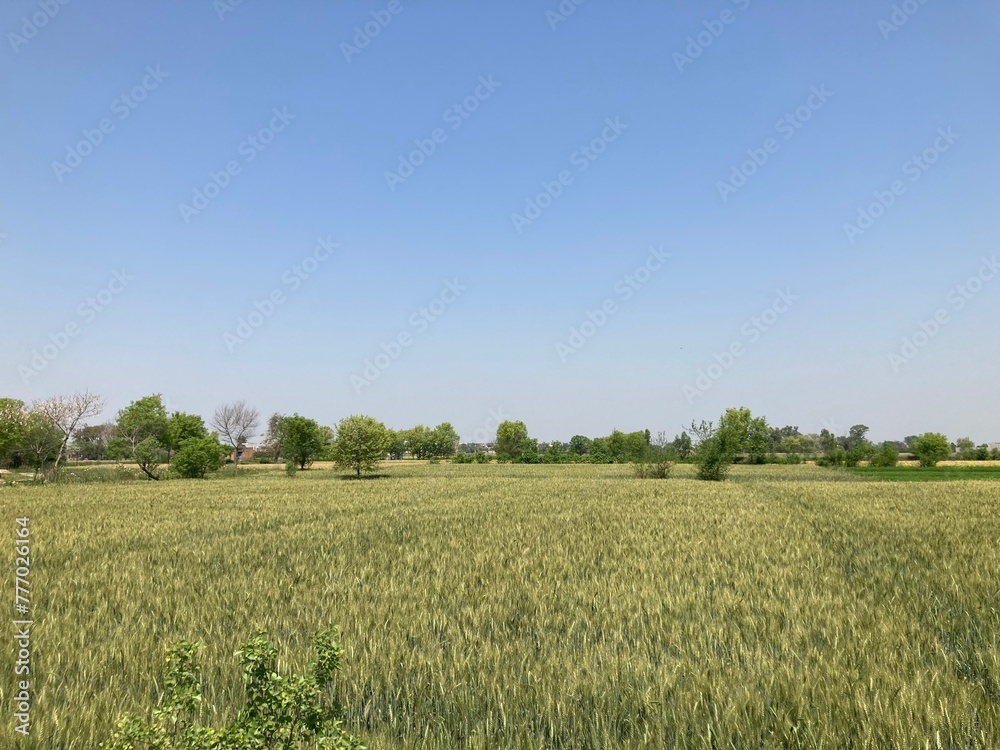 wheat field and sky