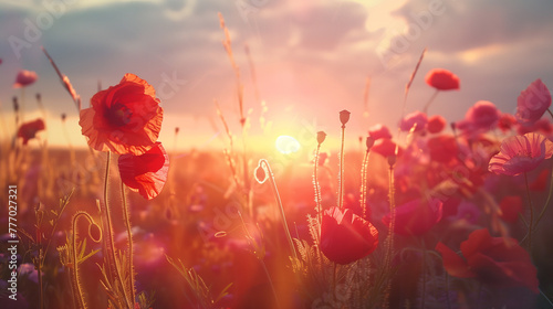 Fototapeta Naklejka Na Ścianę i Meble -  Beautiful field of red poppies in the sunset light.