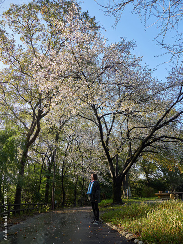 春の公園で桜の花見する中年女性の姿