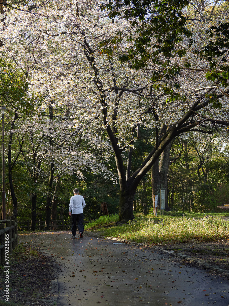 春の公園の満開の桜の花と運動するシニア男性の姿
