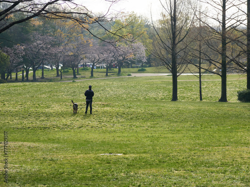 春の公園の芝生で犬を連れて散歩する女性の姿