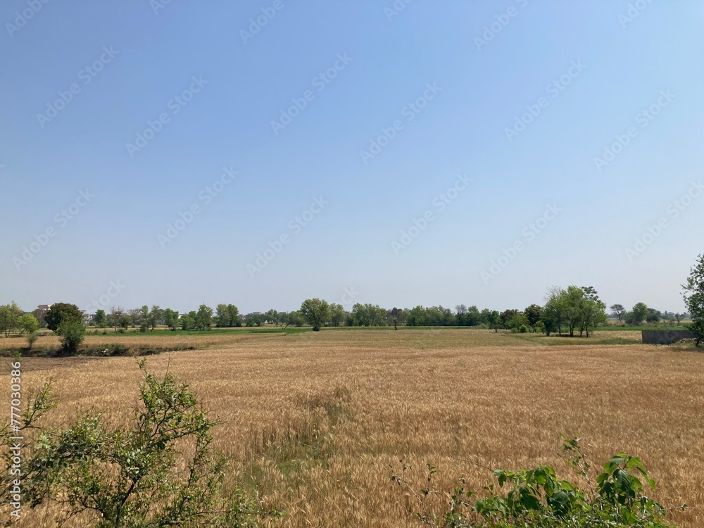 landscape with a field