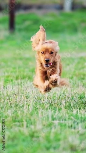 Blurred background with walking dog, red english cocker spaniel. Selective focus. The dog runs towards the videographer. Slow motion. Vertical video.