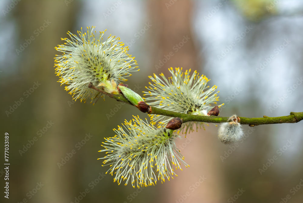 The willow blooms in small, fluffy balls in early spring. The willow blooms in small, fluffy balls in early spring.