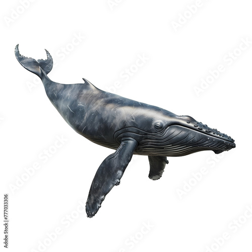 greenland whale in motion isolated white background