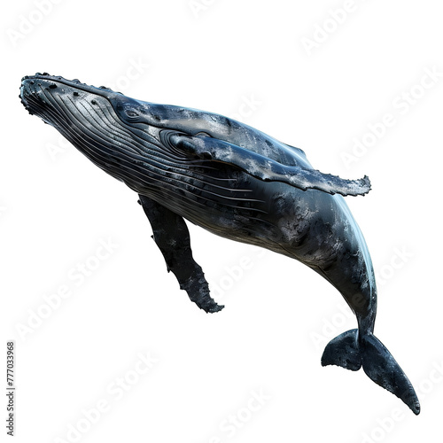 greenland whale in motion isolated white background