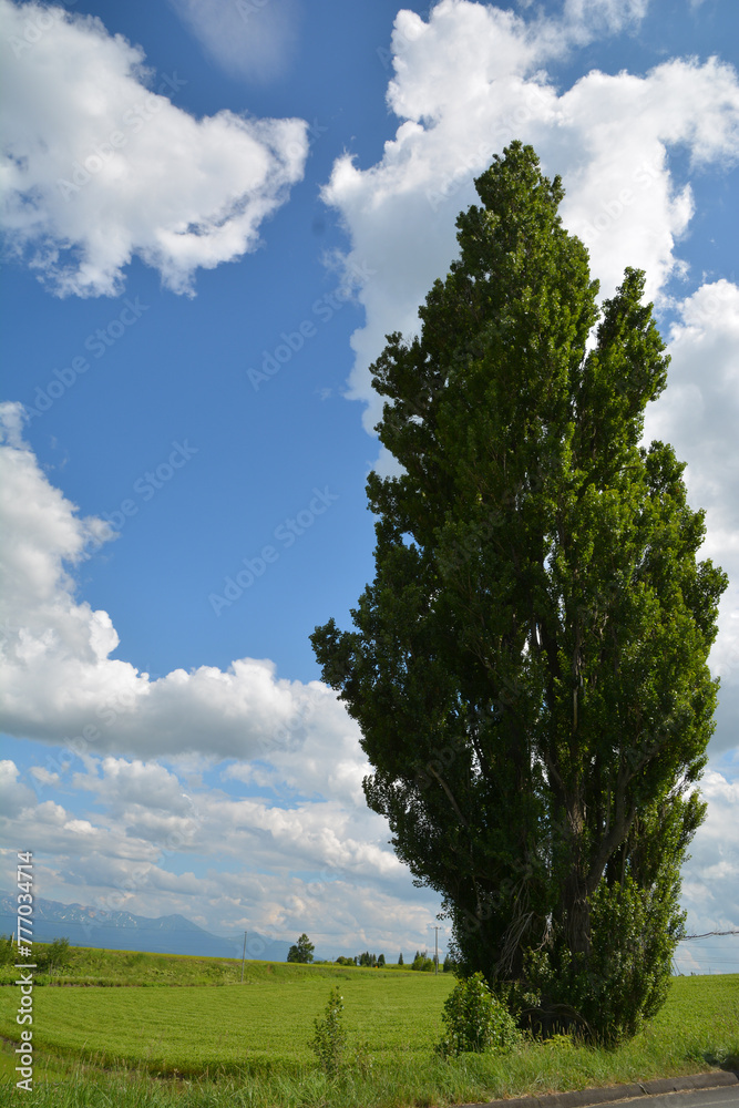 Obraz premium 北海道美瑛のケンとメリーの木