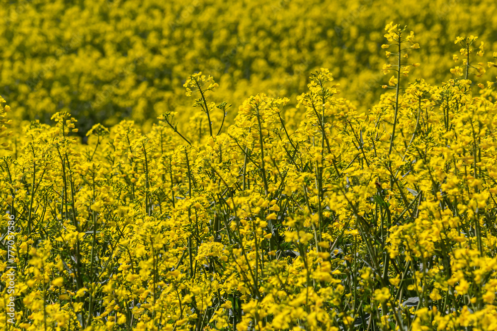 Blooming canola field and blu sky with stormy clouds Blooming canola field and blu sky with stormy clouds
