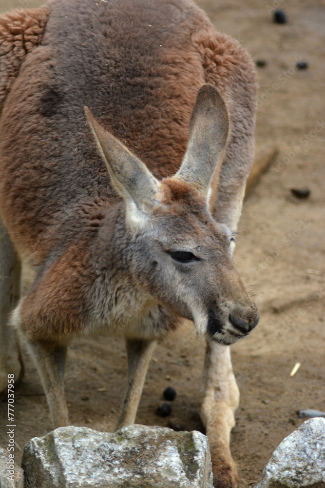 動物園のカンガルー 動物園のカンガルー