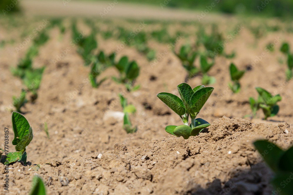 Spring soybean seedlings on a farm field Spring soybean seedlings on a farm field