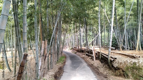 Bamboo bush, Japan, Kyoto, bamboo shoots can be harvested as a special product