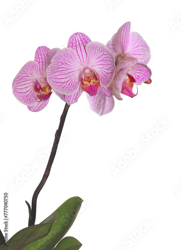 Pink orchid flowers with stem and leaves isolated on white background